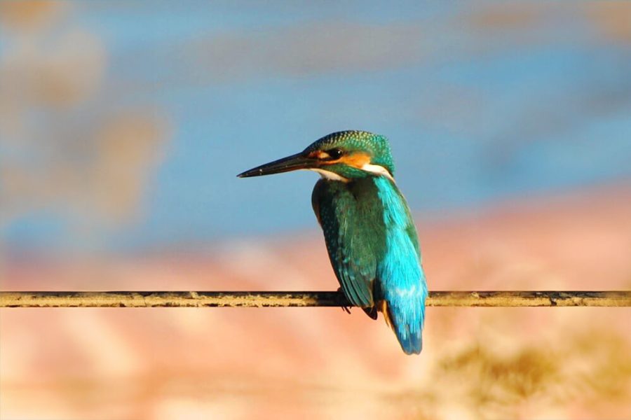 הסיפור האישי של אופירה